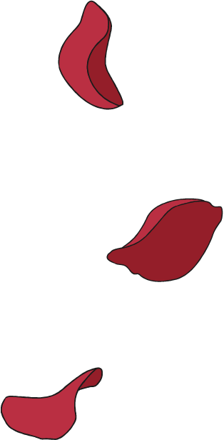 花びら イラスト