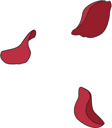 花びら イラスト