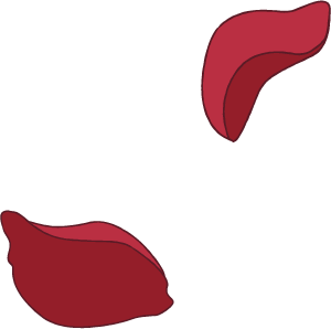 花びら イラスト